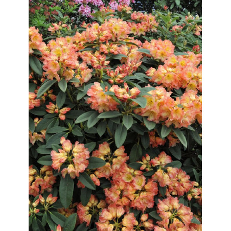 RHODODENDRON hybride SUN FIRE (Rhododendron)