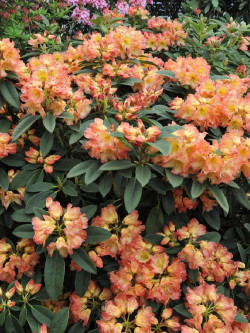 RHODODENDRON SUN FIRE