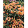 RHODODENDRON hybride SUN FIRE (Rhododendron)