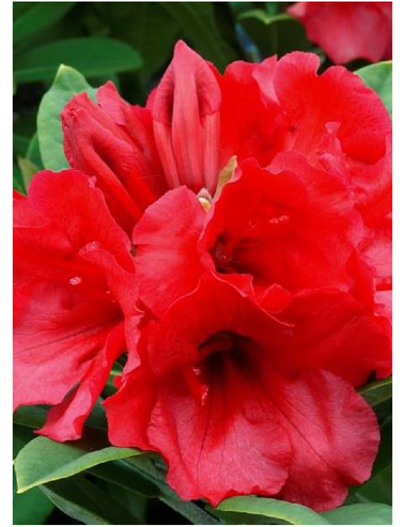 RHODODENDRON hybride TORNADO (Rhododendron)