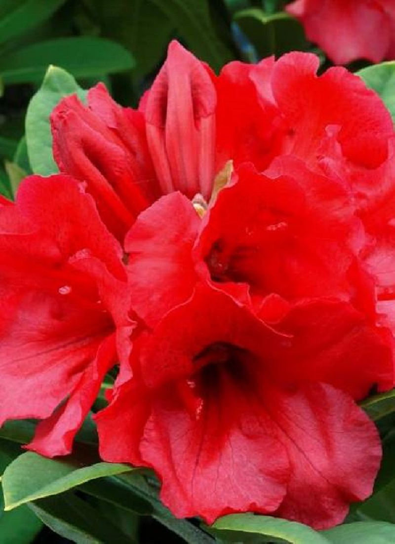 RHODODENDRON TORNADO