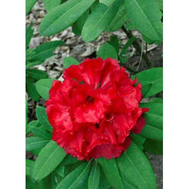 RHODODENDRON hybride TORNADO (Rhododendron)