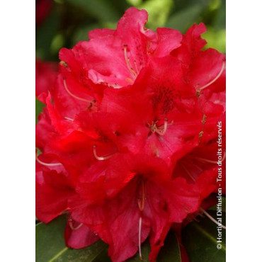RHODODENDRON hybride WILGENS RUBY (Rhododendron)