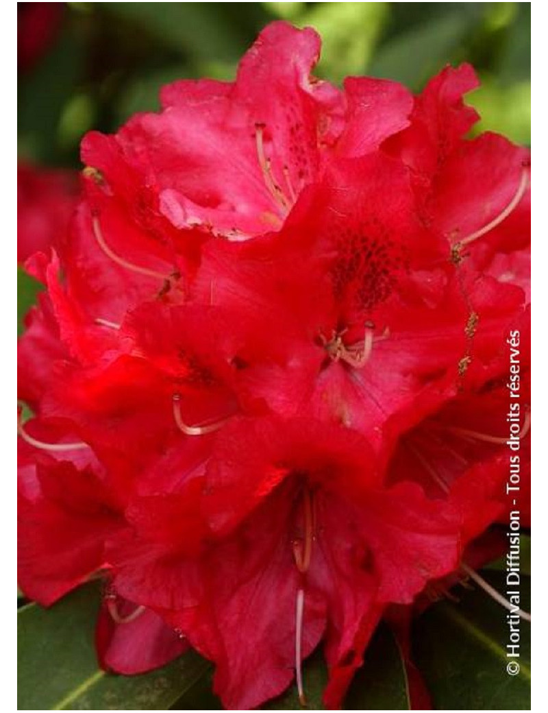 RHODODENDRON hybride WILGENS RUBY (Rhododendron)