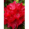 RHODODENDRON hybride WILGENS RUBY (Rhododendron)