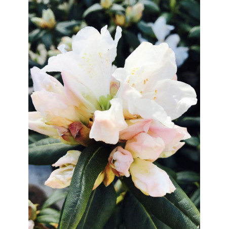 RHODODENDRON NAIN DORA AMATEIS (Rhododendron nain)