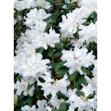 RHODODENDRON NAIN DORA AMATEIS (Rhododendron nain)