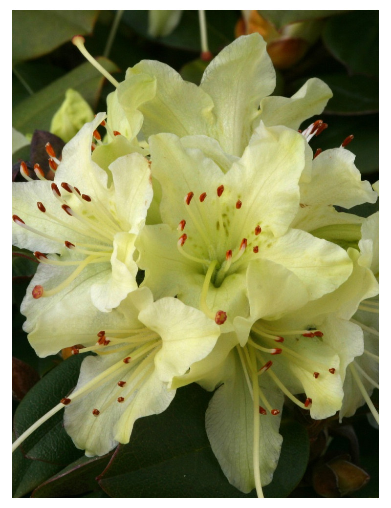 RHODODENDRON NAIN SHAMROCK (Rhododendron nain)