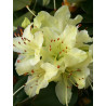 RHODODENDRON NAIN SHAMROCK (Rhododendron nain)