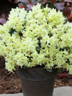 RHODODENDRON NAIN SHAMROCK