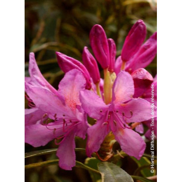 RHODODENDRON ponticum VARIEGATUM (Rhododendron)