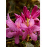 RHODODENDRON ponticum VARIEGATUM (Rhododendron)
