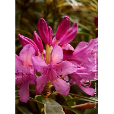 RHODODENDRON ponticum VARIEGATUM (Rhododendron)