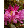 RHODODENDRON ponticum VARIEGATUM (Rhododendron)