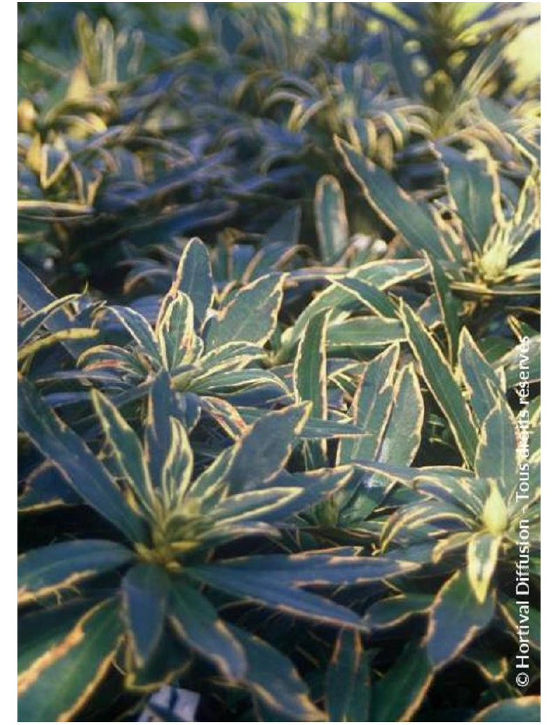 RHODODENDRON ponticum VARIEGATUM (Rhododendron)