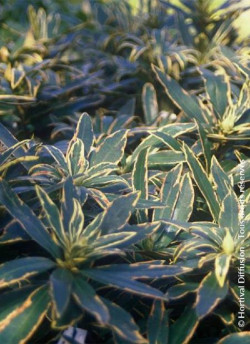 RHODODENDRON ponticum VARIEGATUM