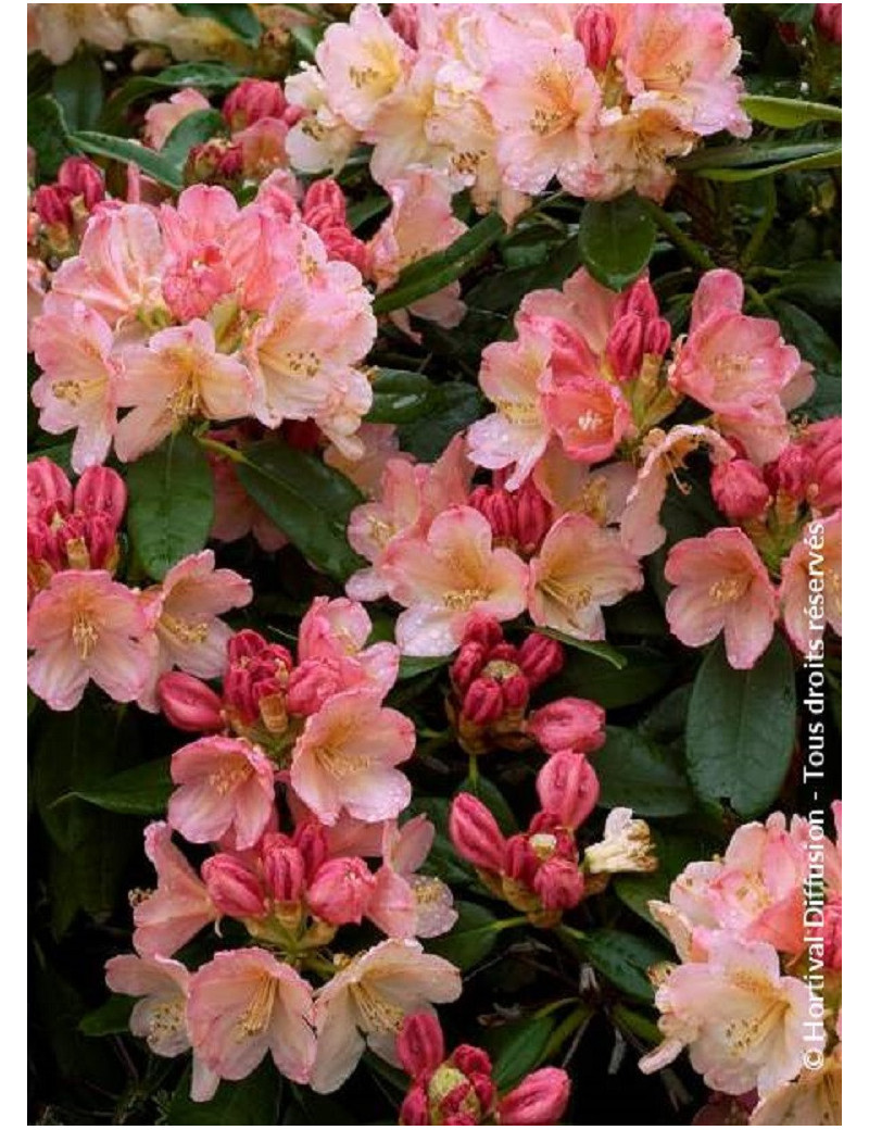 RHODODENDRON yakushimanum PERCY WISEMAN (Rhododendron de Yakushima)