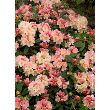 RHODODENDRON yakushimanum PERCY WISEMAN (Rhododendron)