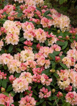 RHODODENDRON PERCY WISEMAN