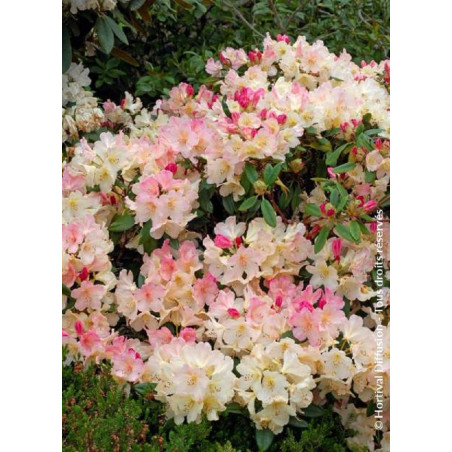 RHODODENDRON yakushimanum PERCY WISEMAN (Rhododendron)