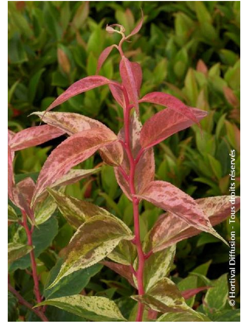 LEUCOTHOE fontanesiana RAINBOW (Leucothoé)