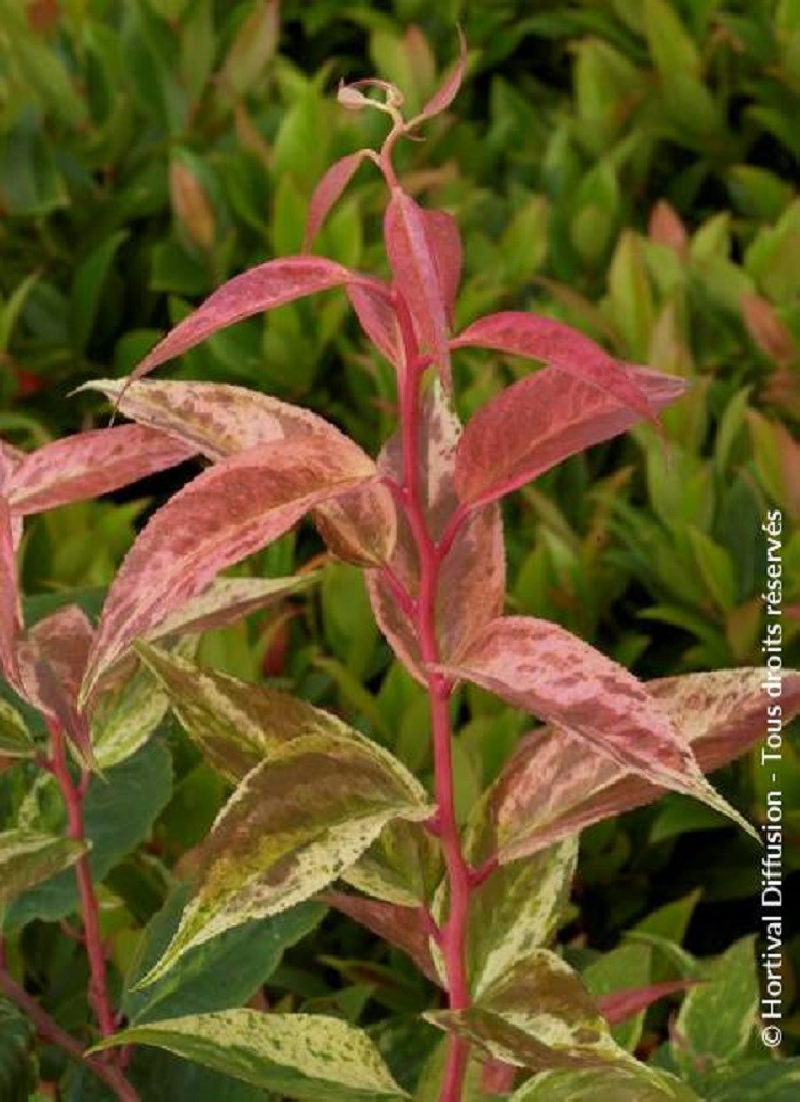 LEUCOTHOE fontanesiana RAINBOW