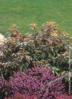 LEUCOTHOE fontanesiana RAINBOW