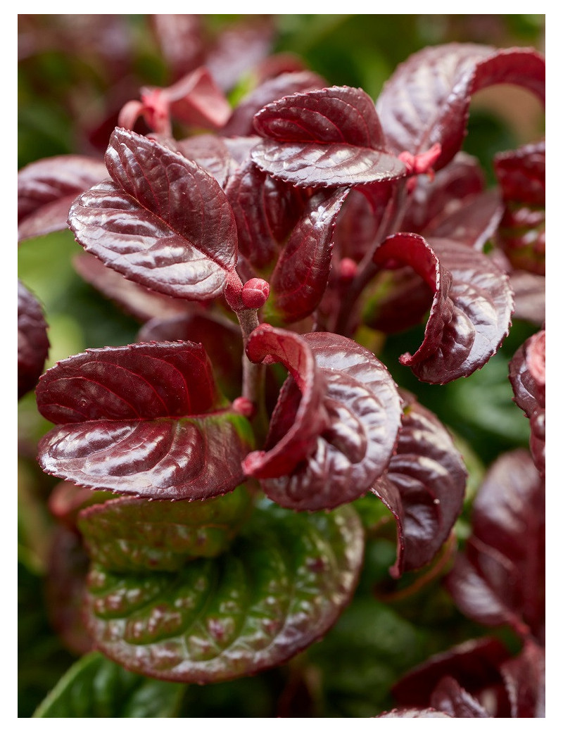 LEUCOTHOE axillaris CURLY RED (Leucothoé)