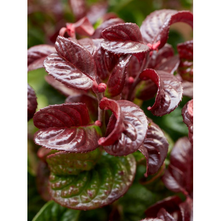 LEUCOTHOE axillaris CURLY RED (Leucothoé)