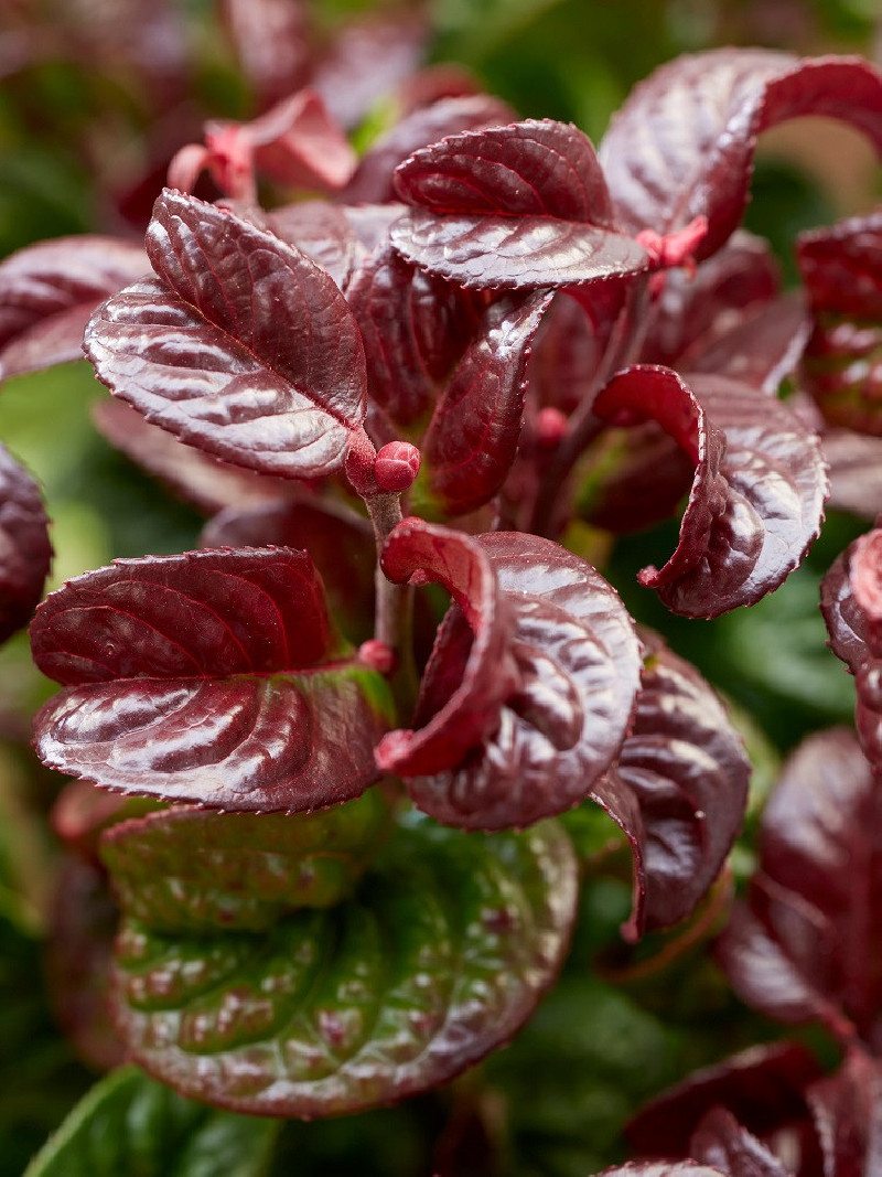 LEUCOTHOE axillaris CURLY RED
