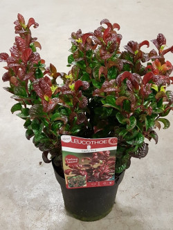 LEUCOTHOE axillaris CURLY RED