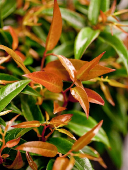 LEUCOTHOE walteri ROYAL RUBY