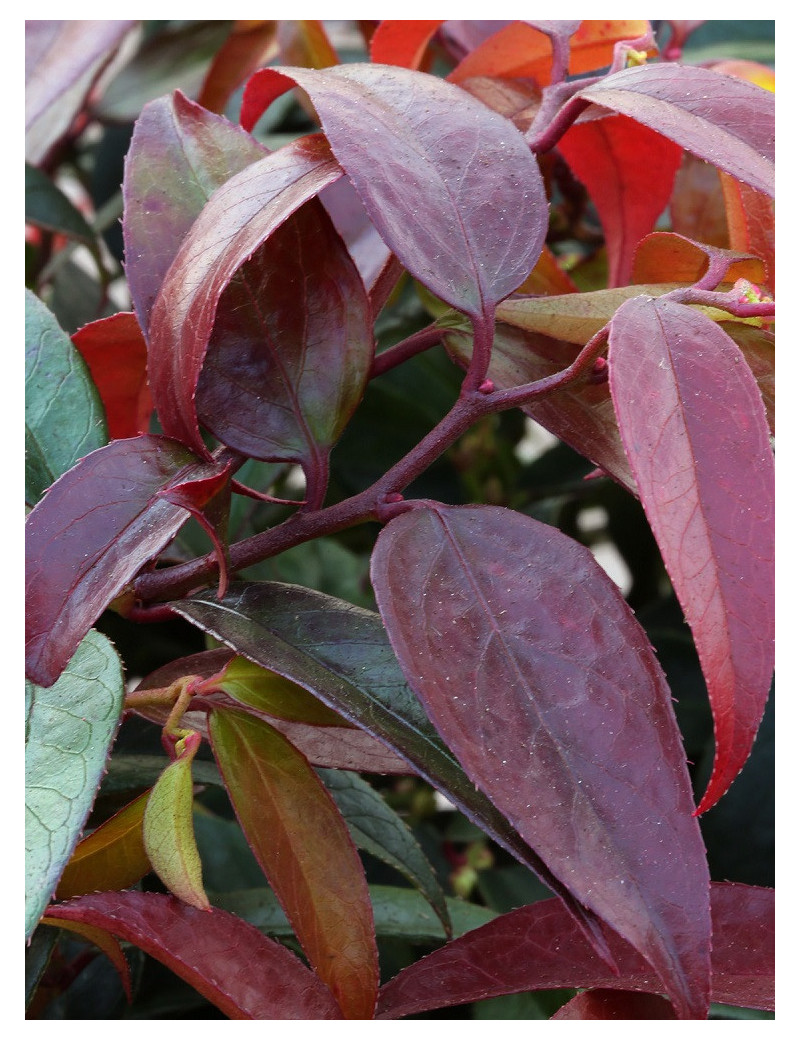 LEUCOTHOE walteri ROYAL RUBY (Leucothoé)