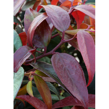 LEUCOTHOE walteri ROYAL RUBY (Leucothoé)