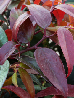 LEUCOTHOE walteri ROYAL RUBY