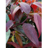 LEUCOTHOE walteri ROYAL RUBY (Leucothoé)