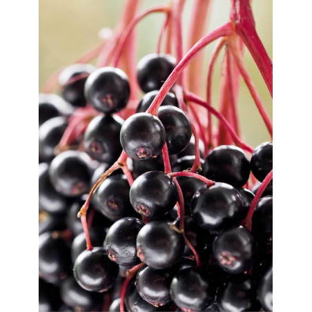 SAMBUCUS nigra (Sureau noir ou Grand Sureau)