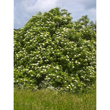 SAMBUCUS nigra (Sureau noir ou Grand Sureau)