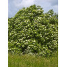 SAMBUCUS nigra (Sureau noir ou Grand Sureau)