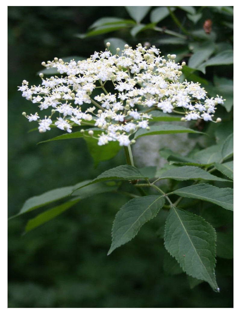 SAMBUCUS nigra (Sureau noir ou Grand Sureau)