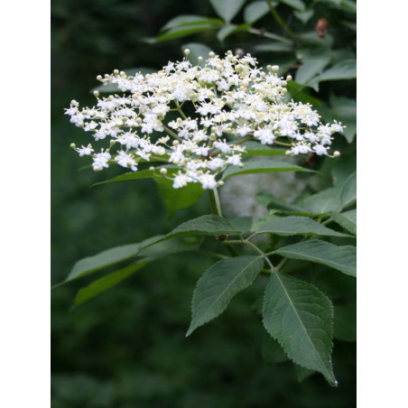 SAMBUCUS nigra (Sureau noir ou Grand Sureau)