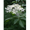 SAMBUCUS nigra (Sureau noir ou Grand Sureau)