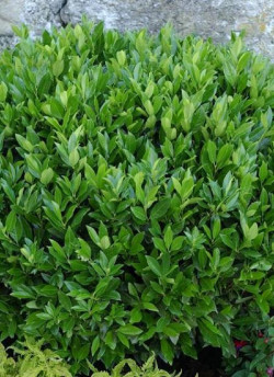 PRUNUS laurocerasus OTTO LUYKEN