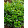 PRUNUS laurocerasus ETNA® (Laurier-cerise, Laurier-amande, Laurier palme)