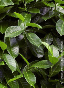 PRUNUS laurocerasus ROTUNDIFOLIA