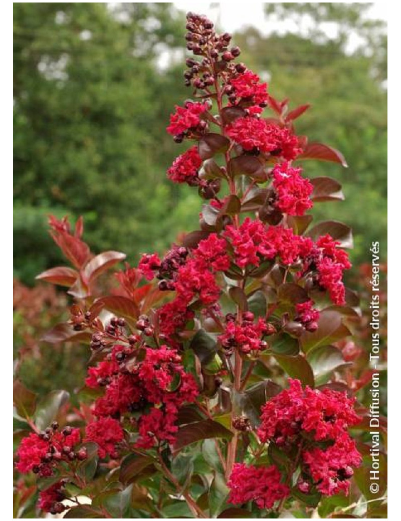 LAGERSTROEMIA DYNAMITE (Lilas des Indes)