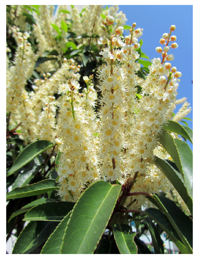 PRUNUS lusitanica (Laurier du Portugal)