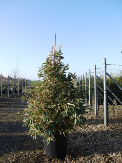 PRUNUS lusitanica VARIEGATA 