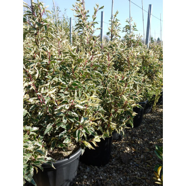 PRUNUS lusitanica VARIEGATA (Laurier du Portugal panaché)