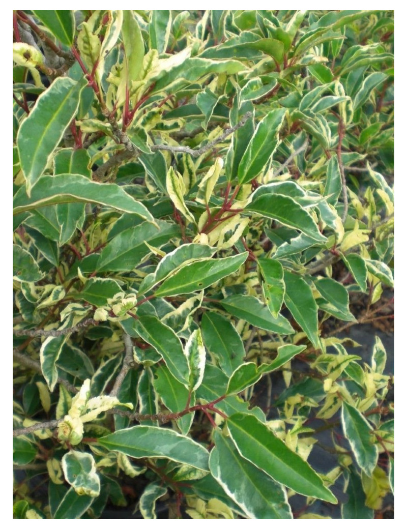 PRUNUS lusitanica VARIEGATA (Laurier du Portugal panaché)